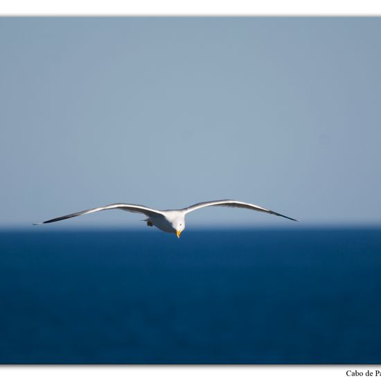 Yellow-legged Gull: Animal in habitat Rocky coast in the NatureSpots App