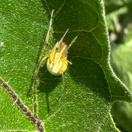 Haubennetzspinnen: Tier im Habitat Garten in der NatureSpots App