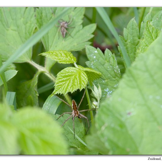 Pisaura mirabilis: Animal in habitat Semi-natural grassland in the NatureSpots App