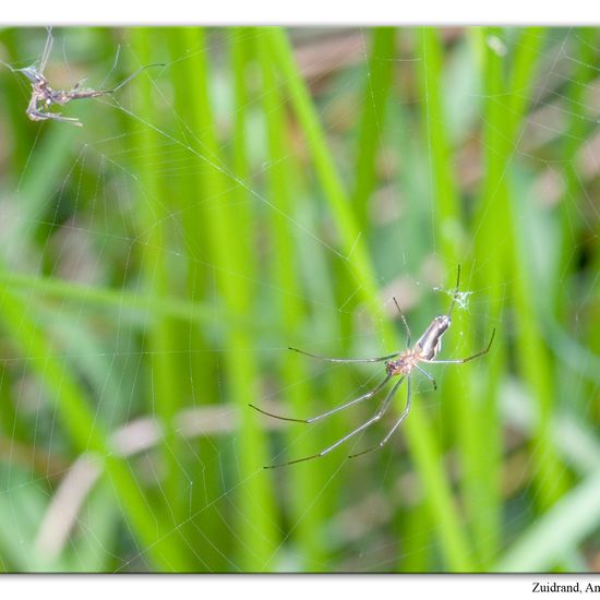 Eine unbekannte Art: Tier im Habitat Halb-natürliches Grasland in der NatureSpots App