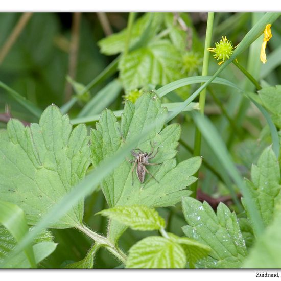 Pisaura mirabilis: Animal in habitat Semi-natural grassland in the NatureSpots App