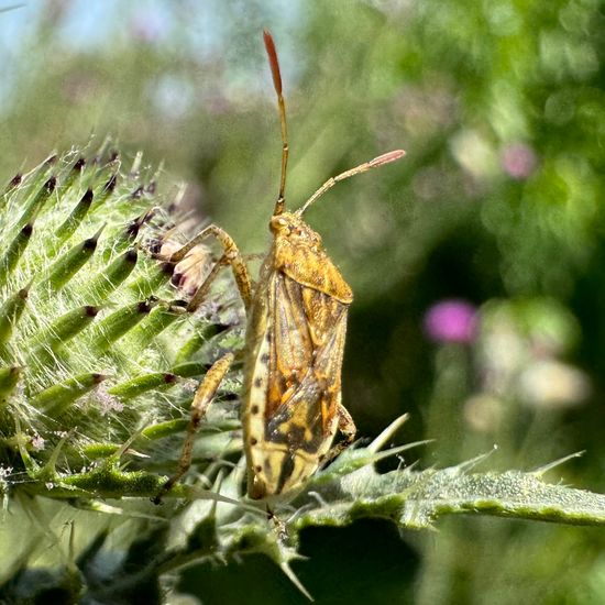 Stictopleurus abutilon: Tier im Habitat Garten in der NatureSpots App