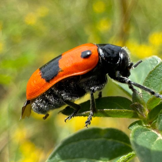 Clytra laeviuscula: Animal in habitat Natural Meadow in the NatureSpots App