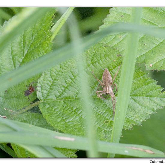 Pisaura mirabilis: Animal in habitat Semi-natural grassland in the NatureSpots App