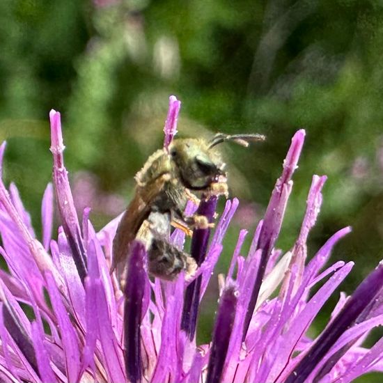 Halictidae: Tier im Habitat Naturnahe Wiese in der NatureSpots App