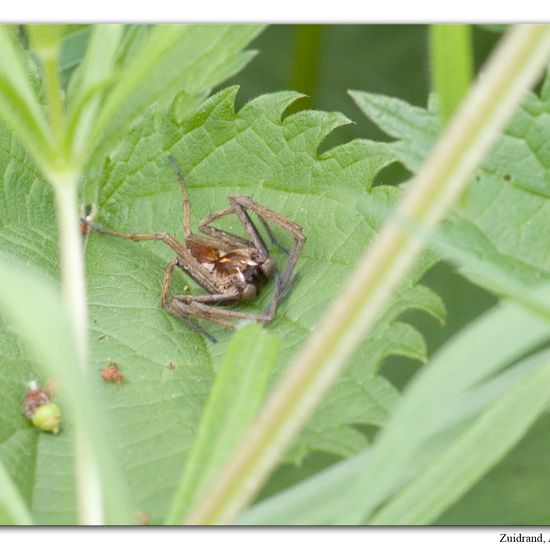 Listspinne: Tier im Habitat Halb-natürliches Grasland in der NatureSpots App