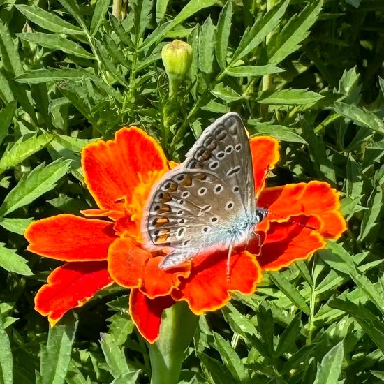 Polyommatus icarus: Animal in habitat Garden in the NatureSpots App