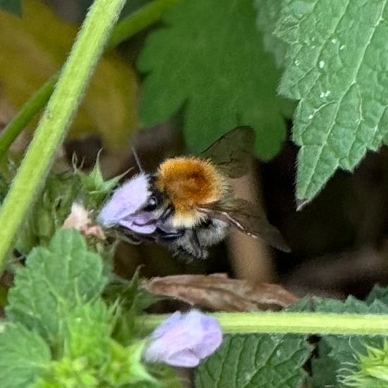 Bombus pascuorum: Animal in habitat Garden in the NatureSpots App