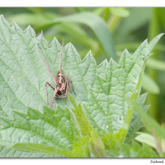 Pisaura mirabilis: Animal in habitat Semi-natural grassland in the NatureSpots App