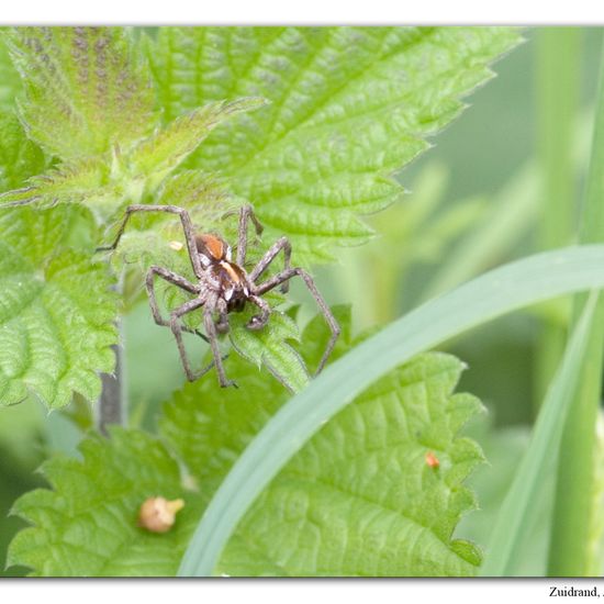 Pisaura mirabilis: Animal in habitat Semi-natural grassland in the NatureSpots App