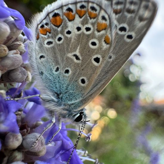 Polyommatus icarus: Animal in habitat Garden in the NatureSpots App