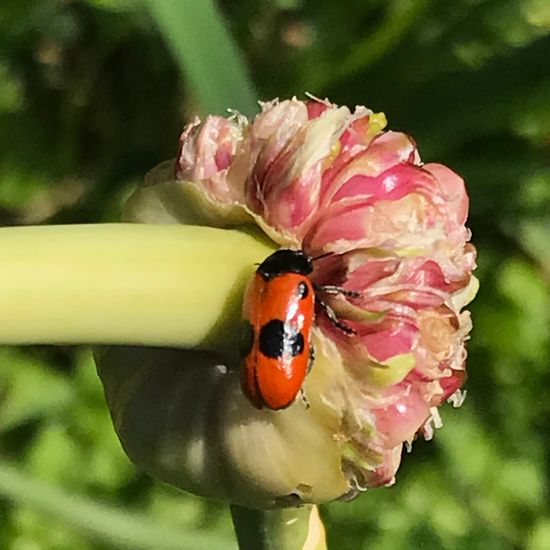 Cryptocephalus bipunctatus bipunctatus: Animal in habitat Garden in the NatureSpots App