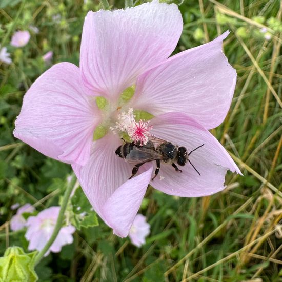 Malva thuringiaca subsp. thuringiaca: Pflanze im Habitat Naturnahe Wiese in der NatureSpots App