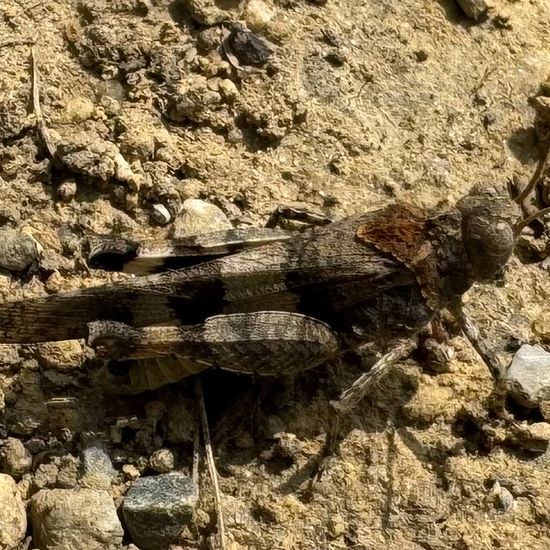 Blauflügelige Ödlandschrecke: Tier im Habitat Naturnahe Wiese in der NatureSpots App