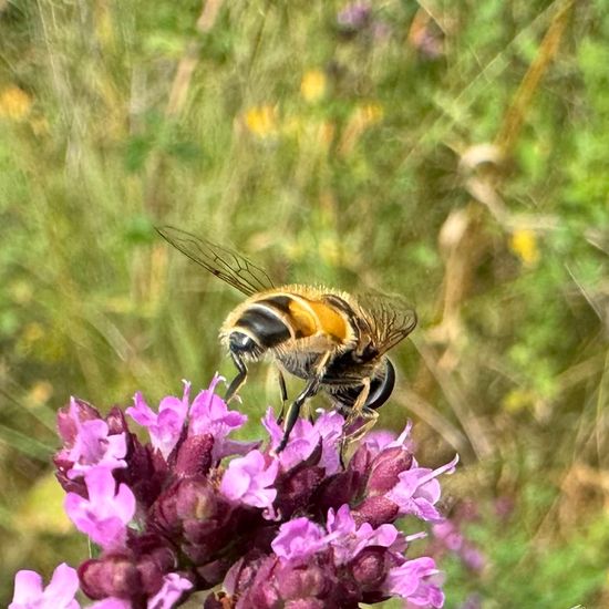 Eristalis arbustorum: Animal in habitat Natural Meadow in the NatureSpots App