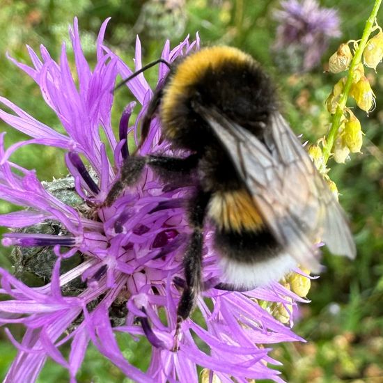 Dunkle Erdhummel: Tier im Habitat Naturnahe Wiese in der NatureSpots App