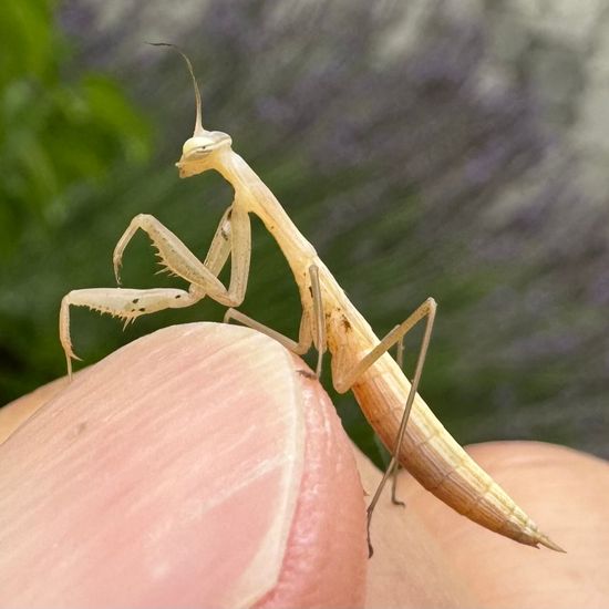 Europäische Gottesanbeterin: Tier im Habitat Garten in der NatureSpots App