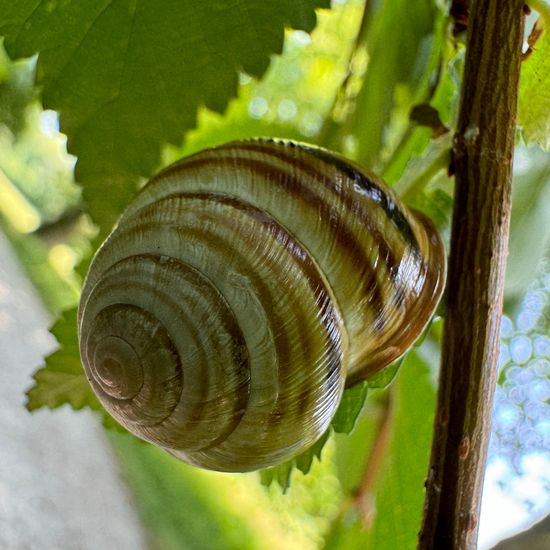 Hain-Bänderschnecke: Tier im Habitat Park in der NatureSpots App