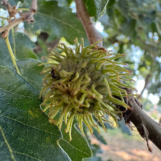 Quercus cerris: Plant in habitat Park in the NatureSpots App