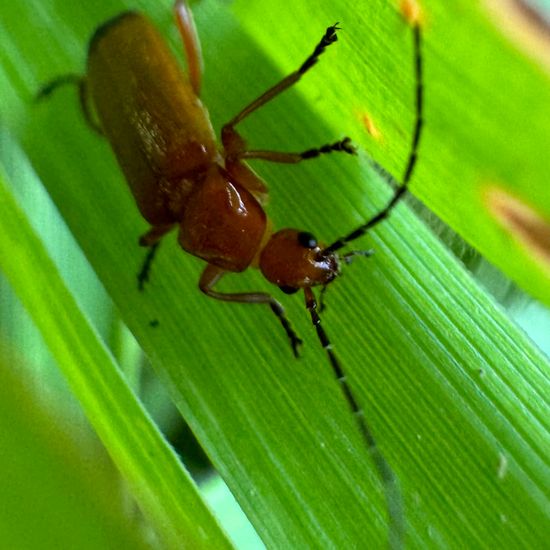 Roter Weichkäfer: Tier im Habitat Park in der NatureSpots App