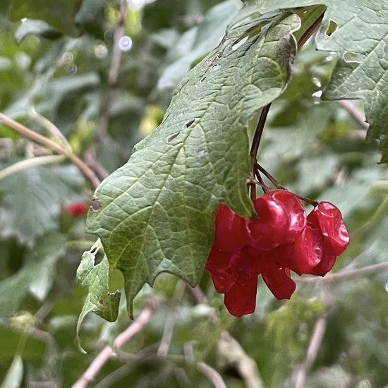 Viburnum opulus: Plant in habitat Park in the NatureSpots App