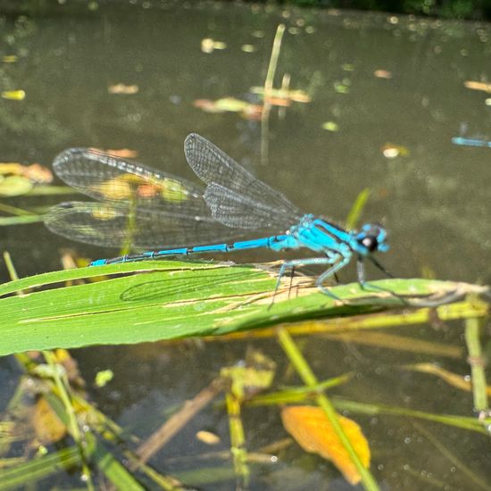 Azure damselfly: Animal in habitat Park in the NatureSpots App