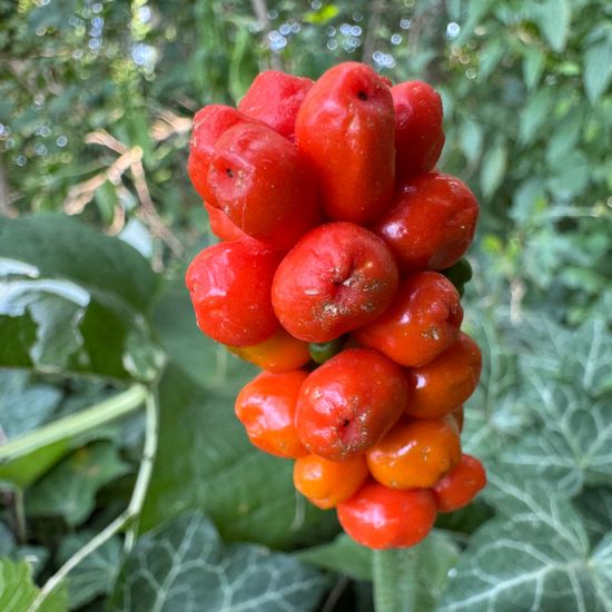 Arum italicum: Plant in habitat Park in the NatureSpots App