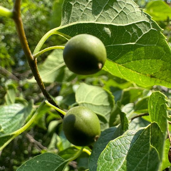 Glattblättriger Zürgelbaum: Pflanze im Habitat Park in der NatureSpots App