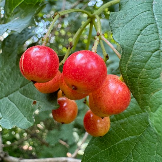 Viburnum opulus: Plant in habitat Park in the NatureSpots App