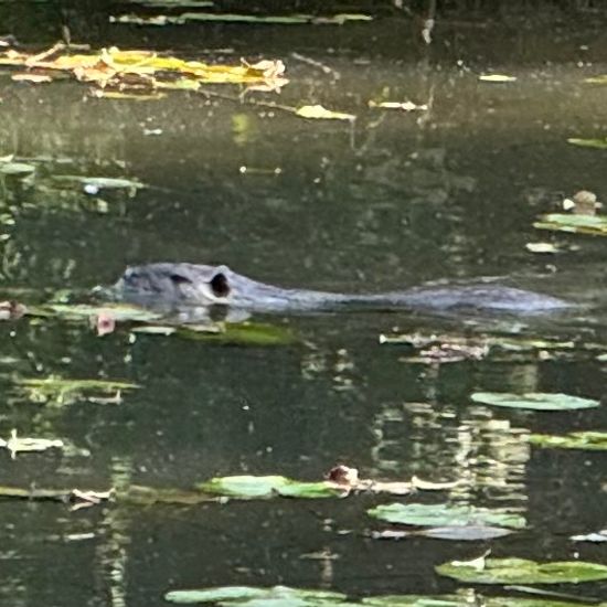 Nutria: Tier im Habitat Park in der NatureSpots App