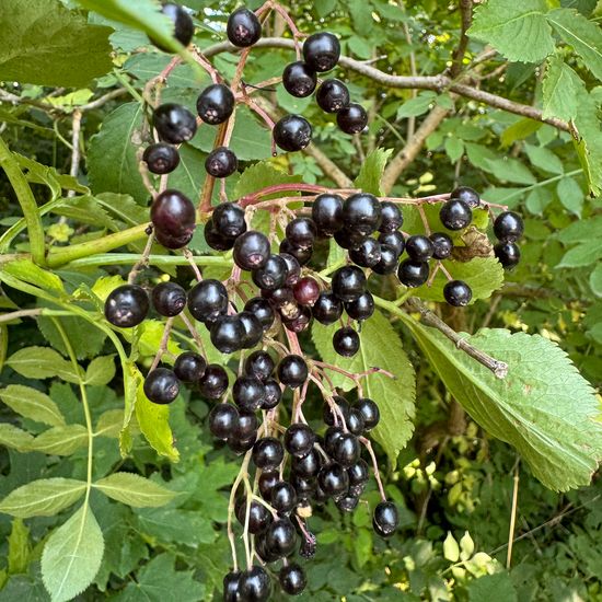 Sambucus nigra: Plant in habitat Park in the NatureSpots App