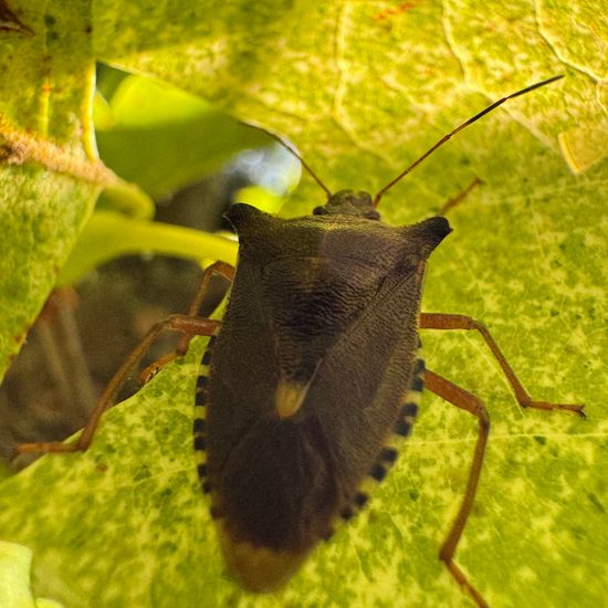 Rotbeinige Baumwanze: Tier im Habitat Park in der NatureSpots App