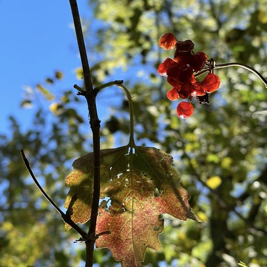 Gewöhnlicher Schneeball: Pflanze im Habitat Park in der NatureSpots App