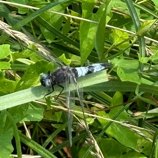 Spitzenfleck: Tier im Habitat Park in der NatureSpots App