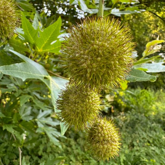 Morgenländische Platane: Pflanze im Habitat Park in der NatureSpots App