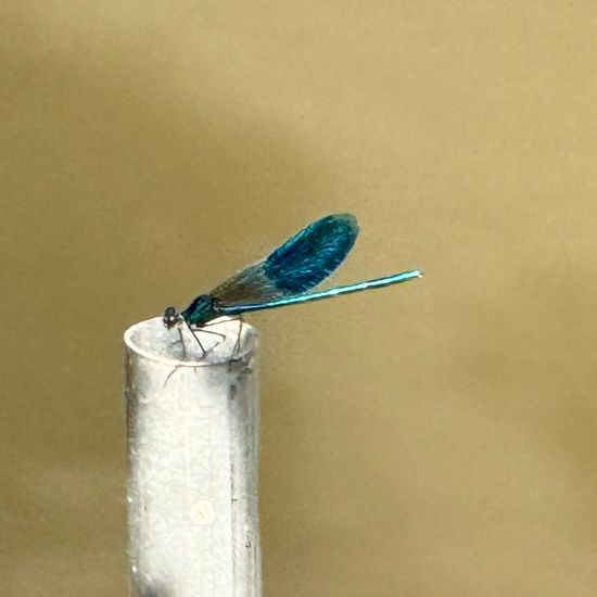 Südwestliche Prachtlibelle: Tier im Habitat Park in der NatureSpots App