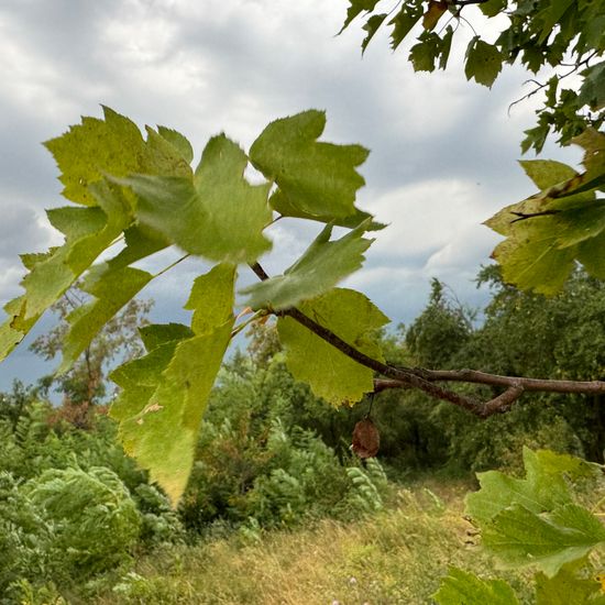 Sorbus torminalis: Plant in habitat Grassland in the NatureSpots App