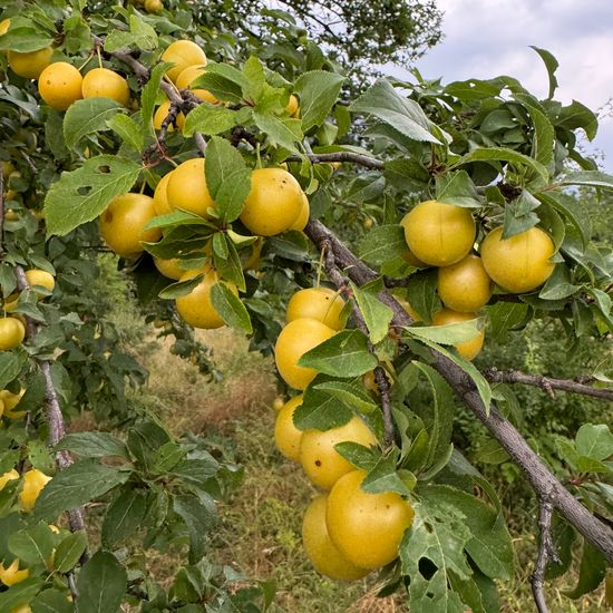 Kriechen-Pflaume: Pflanze im Habitat Grasland und Büsche in der NatureSpots App