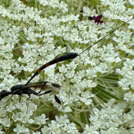 Gasteruptiidae: Tier im Habitat Garten in der NatureSpots App