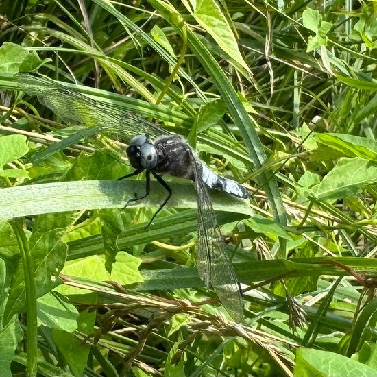 Spitzenfleck: Tier im Habitat Park in der NatureSpots App