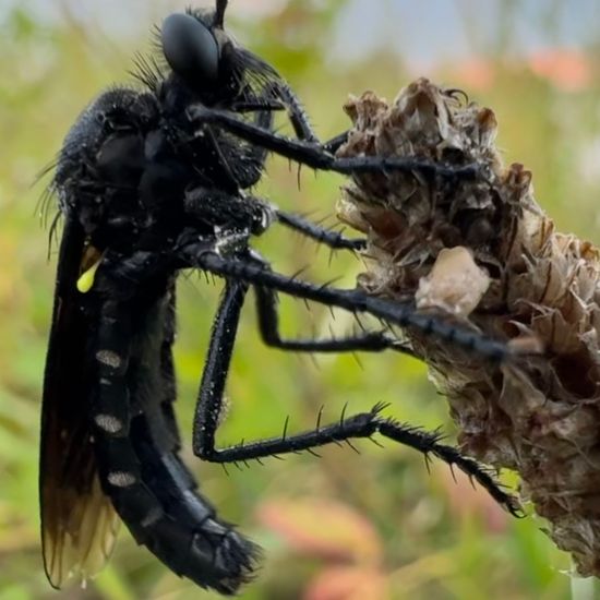 Raubfliegen: Tier im Habitat Naturnahe Wiese in der NatureSpots App