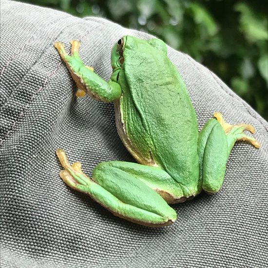 Europäischer Laubfrosch: Tier im Habitat Garten in der NatureSpots App