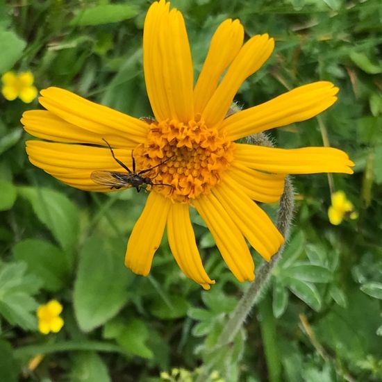 Arnica montana: Plant in habitat Mountain meadows in the NatureSpots App