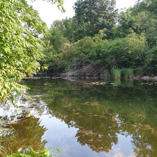 Landschaft: Wald im Habitat Auwald in der NatureSpots App