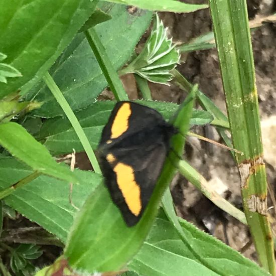 Psodos quadrifaria: Tier im Habitat Bergwiese in der NatureSpots App