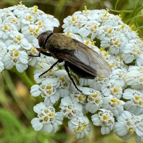 Schmeißfliegen: Tier im Habitat Hinterhof in der NatureSpots App