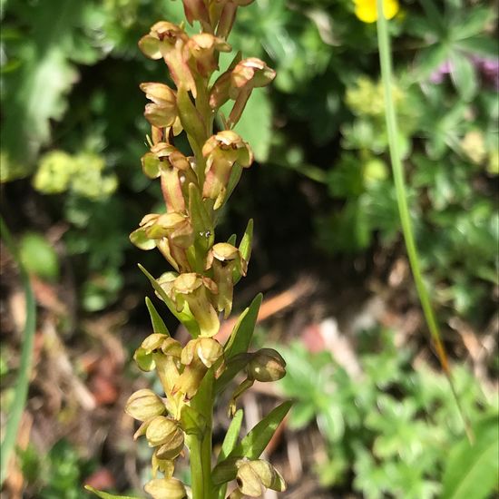 Grüne Hohlzunge: Pflanze im Habitat Bergwiese in der NatureSpots App