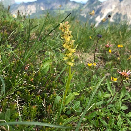 Coeloglossum viride: Pflanze im Habitat Bergwiese in der NatureSpots App