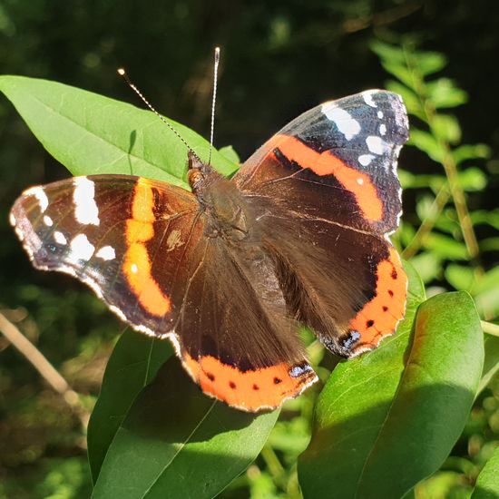 Admiral: Tier im Habitat Wald der gemäßigten Breiten in der NatureSpots App