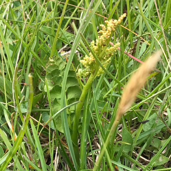 Echte Mondraute: Pflanze im Habitat Bergwiese in der NatureSpots App